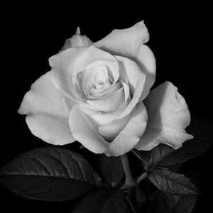 Meet your Posher, Irma